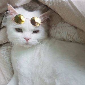 Meet your Posher, Allie